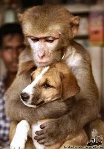 monkey-dog.jpg