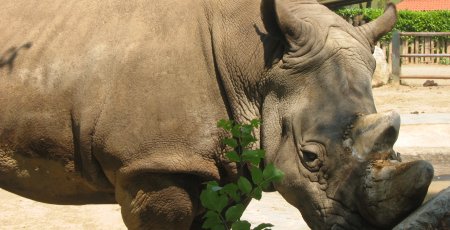 Foto de rinoceronte
