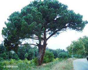 Dias com árvores: Pinheiro manso (Loivos)- Árvore classificada