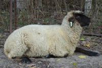 photograph picture of a sheep named Becks