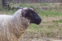 photograph picture of a sheep named Posh