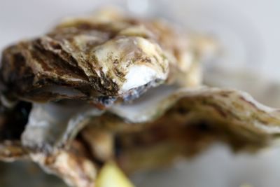 photograph picture  of cornish oysters from fowey, salcombe and helford, at the Old Passage Inn at Arlingham, Gloucestershire, England