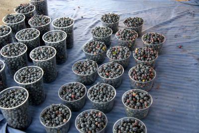 photograph picture of some blueberries from Rainbow Orchards at the Alemany farmers market in San Francisco 