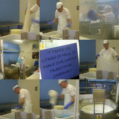 photograph picture of Cheddar Cheese being made at the Cheddar Gorge Cheese Company dairy Somerset, the West Country, England