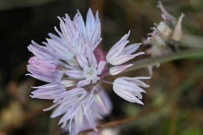 photograph picture of a bowl of hand-picked herbs