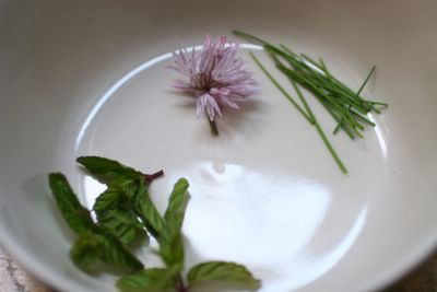 photograph picture of a pretty purple chive flower