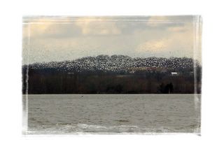 Migrating Birds On The Lake