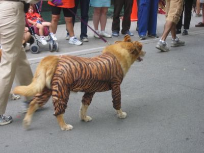 TigerDog