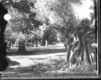 the first tree story download the first tree story download