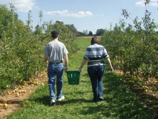 Apple picking! Why pay less for better apples at the store when you can go out for yourself, nearly kill yourself climbing trees, and pay much more? Because it's fun!