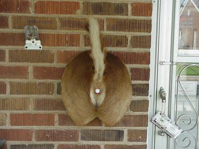 Redneck Doorbell