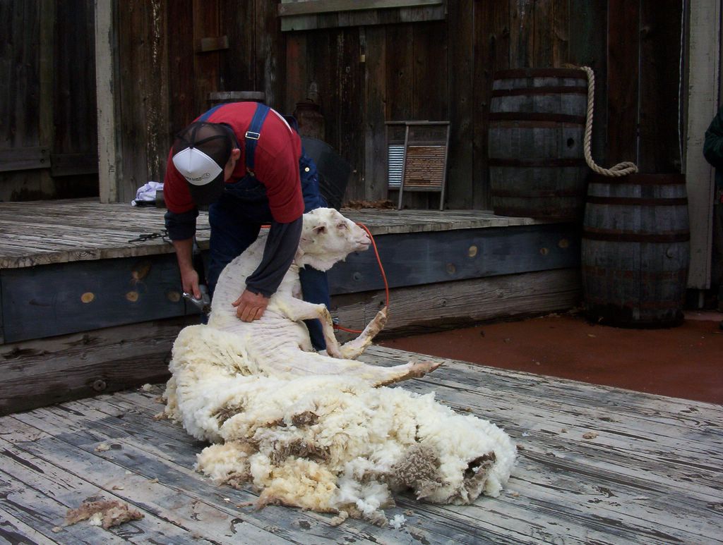 sheep shearing pictures