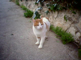 Wise kittycat looks both ways before crossing the sidewalk