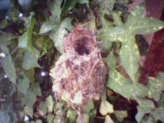 Palestine Sunbird nest