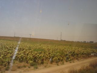 Field of sunflowers, with beehives, seen from the train