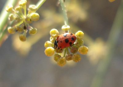 Ladybug on fennel blossom