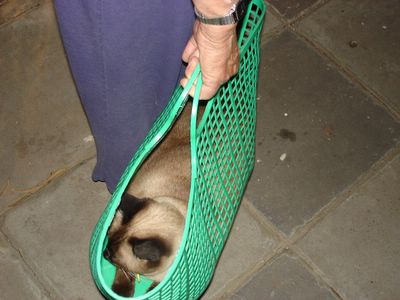 Her Ladyship carried home in a basket