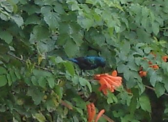 Palestine Sunbird sipping nectar
