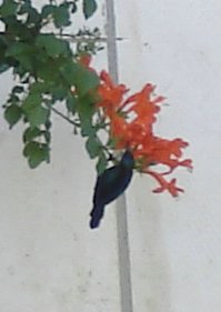 Palestine Sunbird sipping nectar upside down