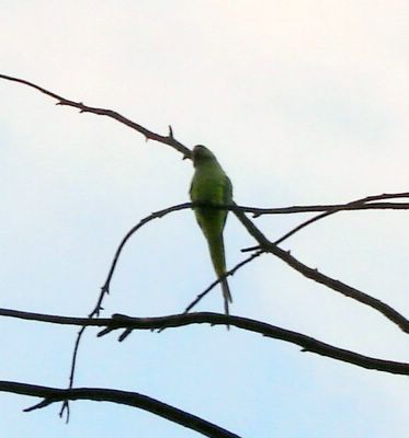 Parakeet on tree branch, just before bedtime