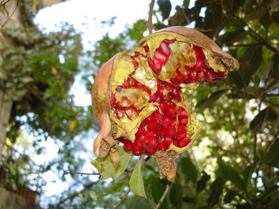 Pomegranate split on tree