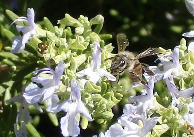 Bee in rosemary
