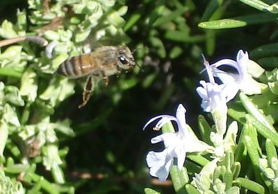 Bee flying toward rosemary flowers