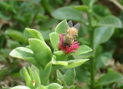 Bee on succulent