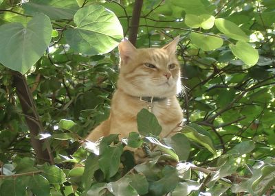 Mr. Neighborcat among the trees