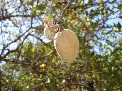 Almond on tree