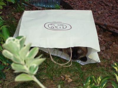 Her Ladyship in the paper bag