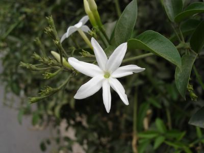 Jasmine blossom with seven petals