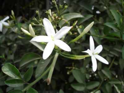 Jasmine blossoms 