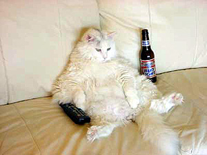Photo: Couch Potato Cat