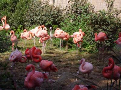 Cool pink flamingoes