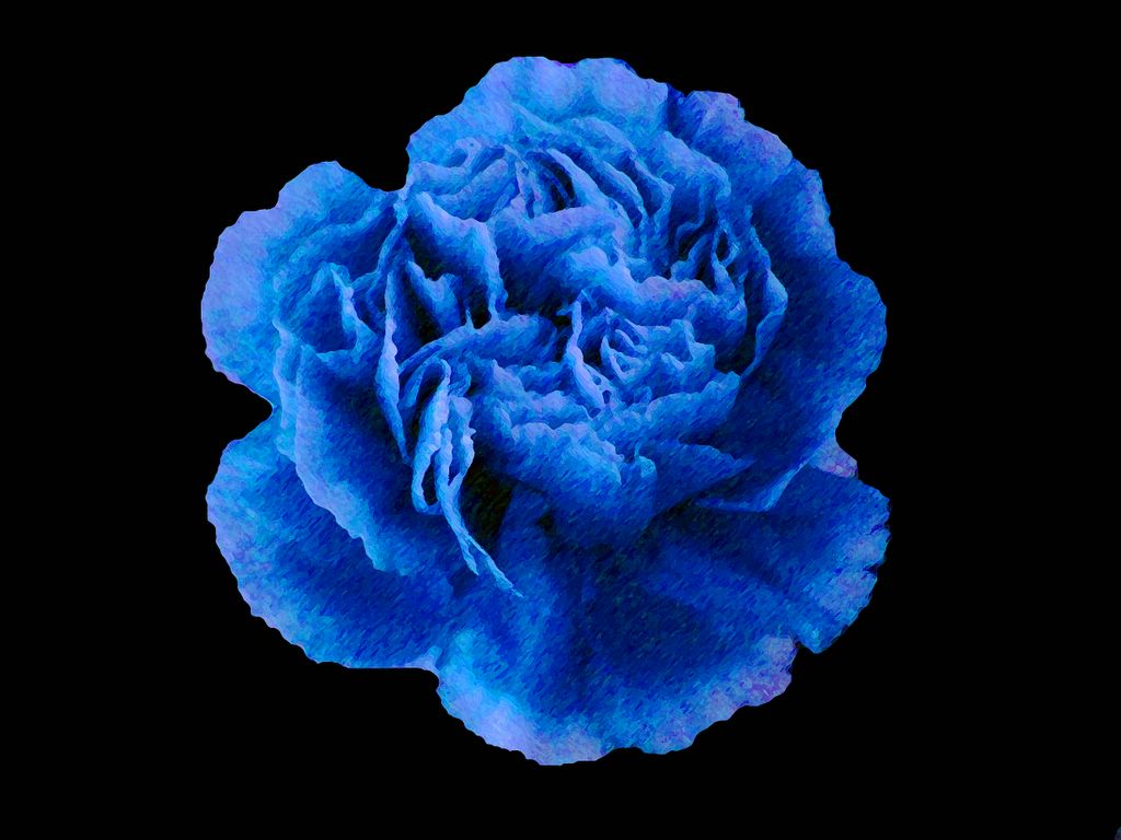 Blue Carnations 54