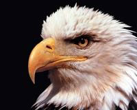Baldy eagle