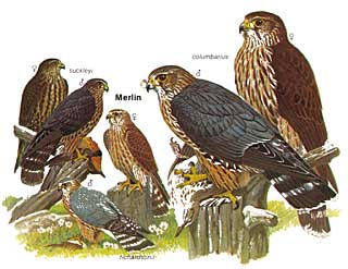 Merlin pigeon hawk