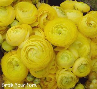 Yellow aruncula flowers