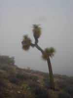 Joshua Tree Nationalpark im Nebel