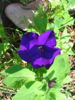 Closeup photo of dark blue petunia