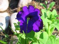 Third photo of the same dark blue petunia