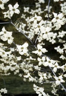 American dogwood (Cornus florida) was named the state flower of North Carolina in 1941. Notable for a hardness of it's wood.
