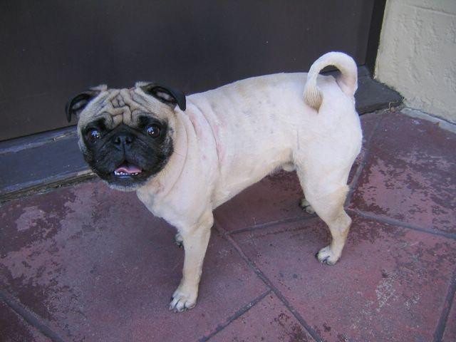 Shaved Pugs 9