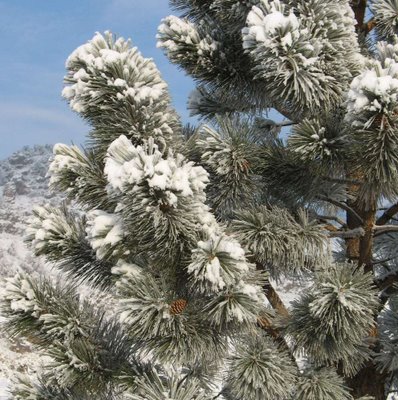 Pine Branches