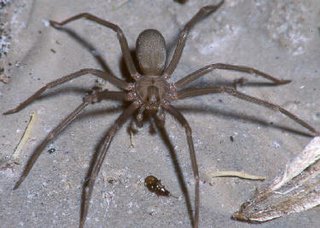 Informações Úteis: ARANHA VENENOSA em Portugal