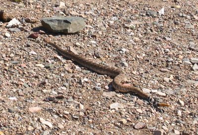 rattlesnake in AZ - Dixie Mine Trail - soul amp