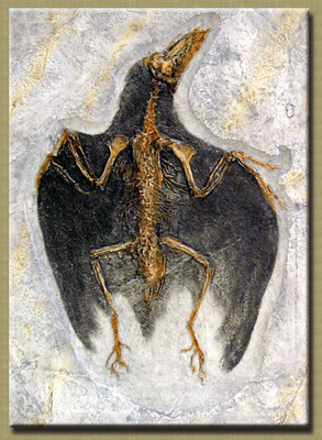 http://fossils.valdosta.edu/fossil_pages/fossils_cre/b2.html