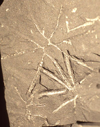 Resultado de imagen de dichograptus