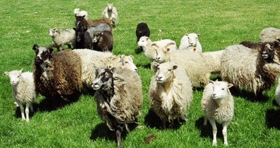 North Ronaldsay ewes & lambs at pasture.